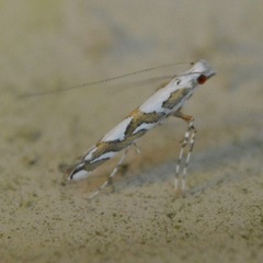 Acrocercops albinatella