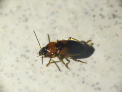 Stenolophus teutonus