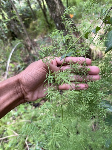 Asparagus ramosissimus, photograph 2