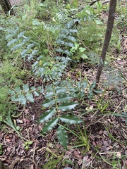 Davy's prickly ash (Zanthoxylum davyi)