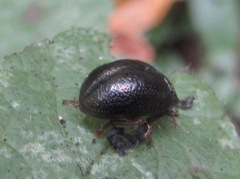 Chrysolina bankii