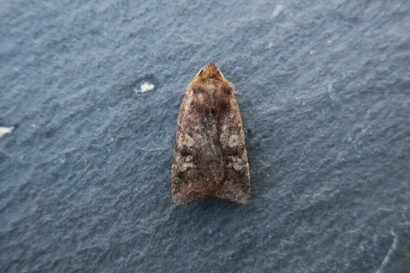 White-marked