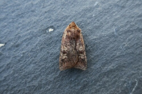 White-marked