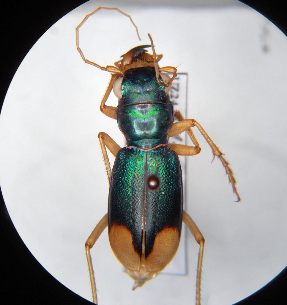 Grammognatha euphratica