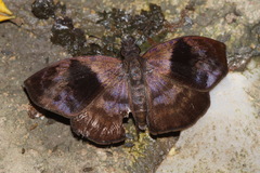 Camptopleura impressus