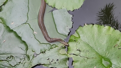 Enhydris enhydris