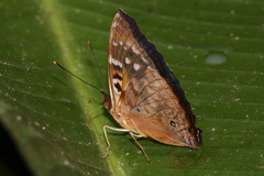 Doxocopa clothilda