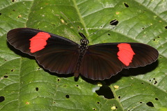 Heliconius erato hydara