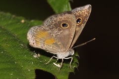 Perophthalma tullius