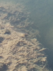 Micropterus salmoides