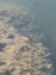 Micropterus salmoides