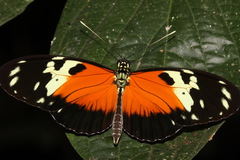 Heliconius hecale melicerta