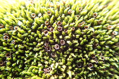 Schistidium apocarpum