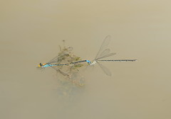 Pseudagrion aureofrons