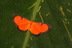 Mesene phareus