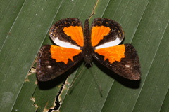 Cariomothis poeciloptera