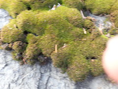 Schistidium apocarpum