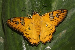 Myscelus amystis