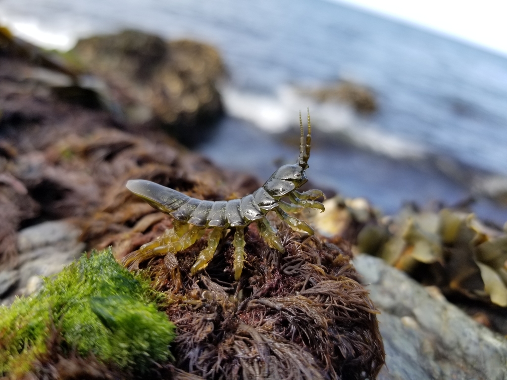 Rockweed isopod