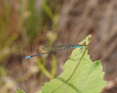 Pseudagrion aureofrons