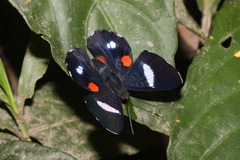 Cyrenia martia