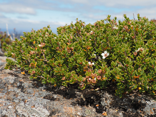 Image of Leptospermum rupestre by no rights reserved