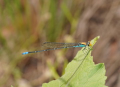 Pseudagrion aureofrons