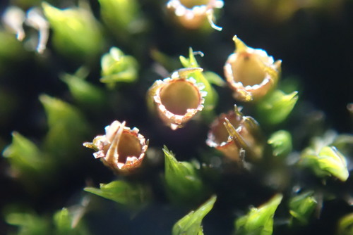 Image of Sessile Grimmia (Schistidium apocarpum) by no rights reserved