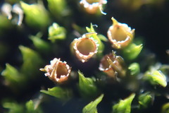 Schistidium apocarpum