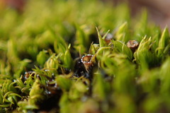 Schistidium apocarpum