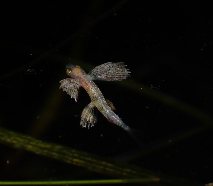 Blotchwing Flyingfish photo 6