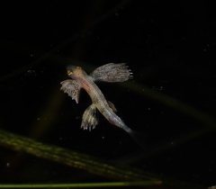 Blotchwing Flyingfish photo 3