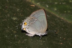 Ostrinotes purpuriticus