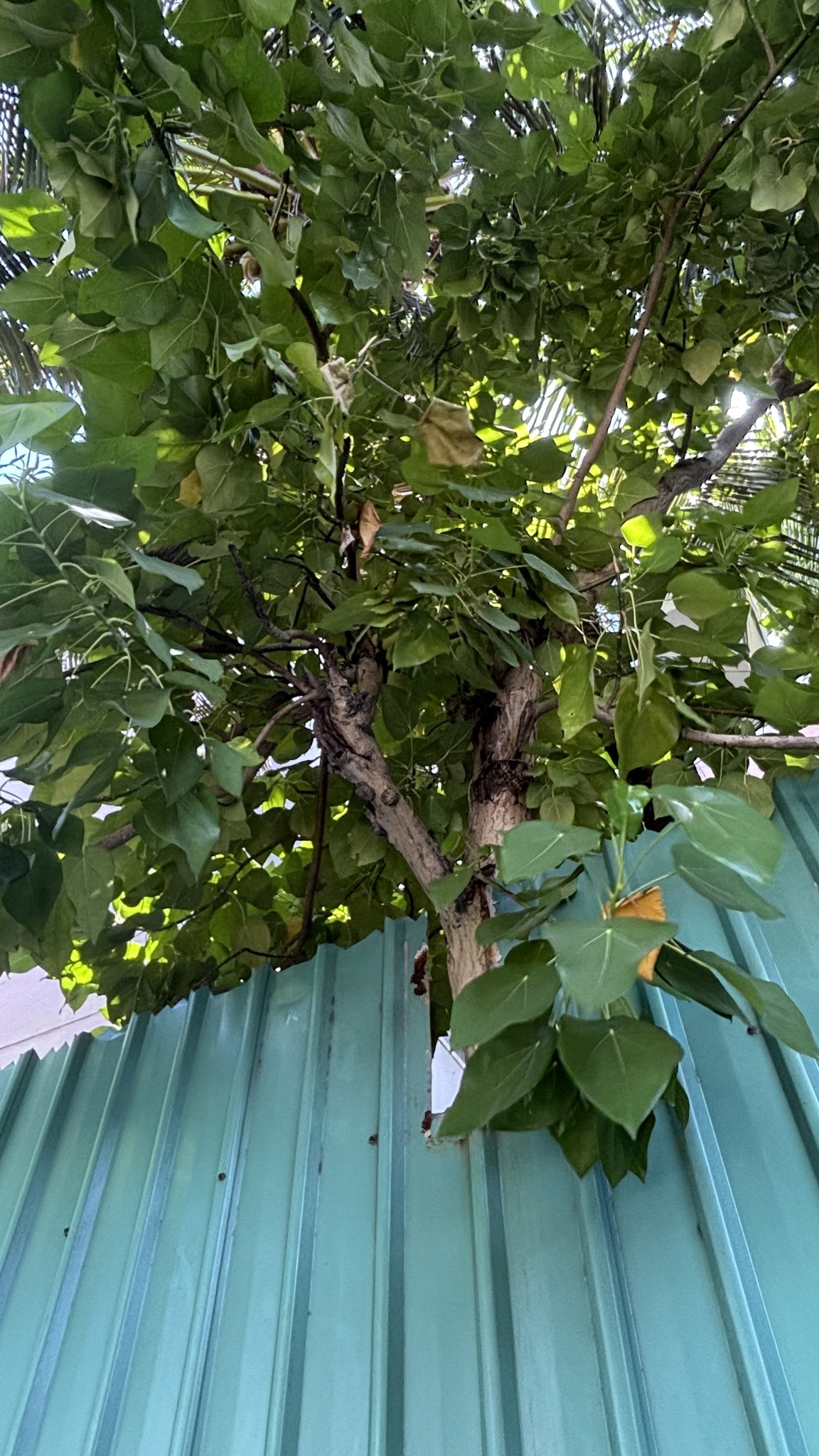 Imagem de Pau-de-jangada