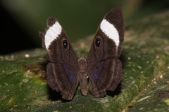 Mesosemia asa iphigenia