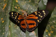 Tithorea harmonia