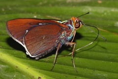 Thracides nida