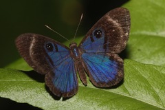 Mesosemia asa iphigenia
