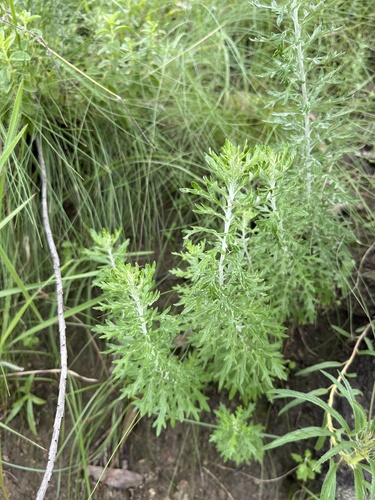 Berg Ragwort (Senecio haygarthii)