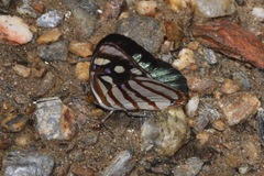 Dynamine chryseis
