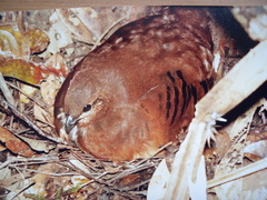 Black Partridge photo 2