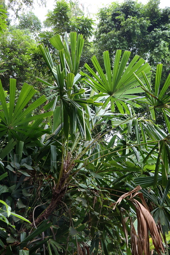 Foto de Licuala