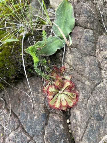 Drosera natalensis (Drosera natalensis)