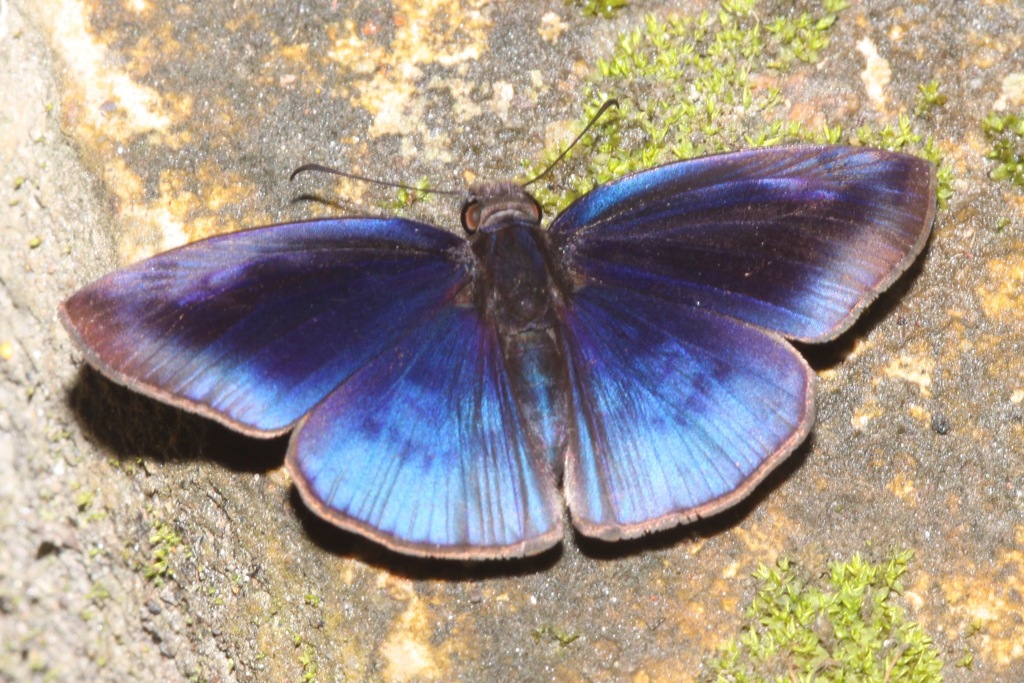 Anastrus