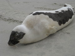 Pagophilus groenlandicus