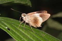 Neoxeniades braesia
