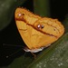 Mariposa Mandarina Rayada - Photo (c) Tom Horton, algunos derechos reservados (CC BY-NC), uploaded by Tom Horton