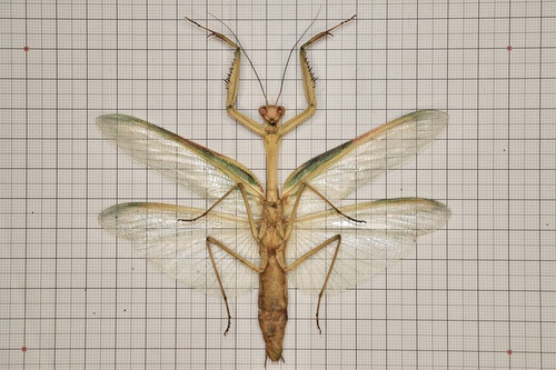 Tismomorpha