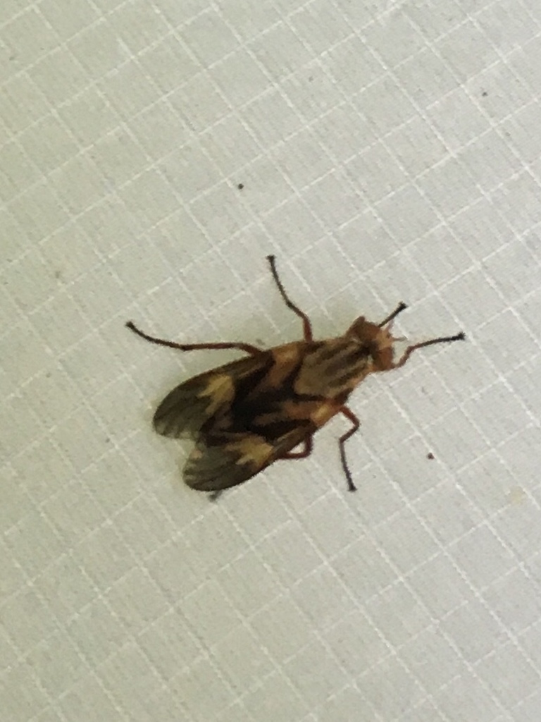 Arthropeas americana