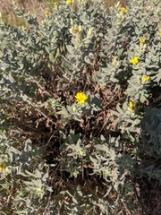 Heterotheca zionensis